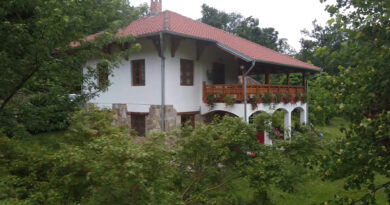 Najbolje drvo za hladovinu