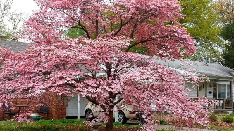 Pink Dogwood