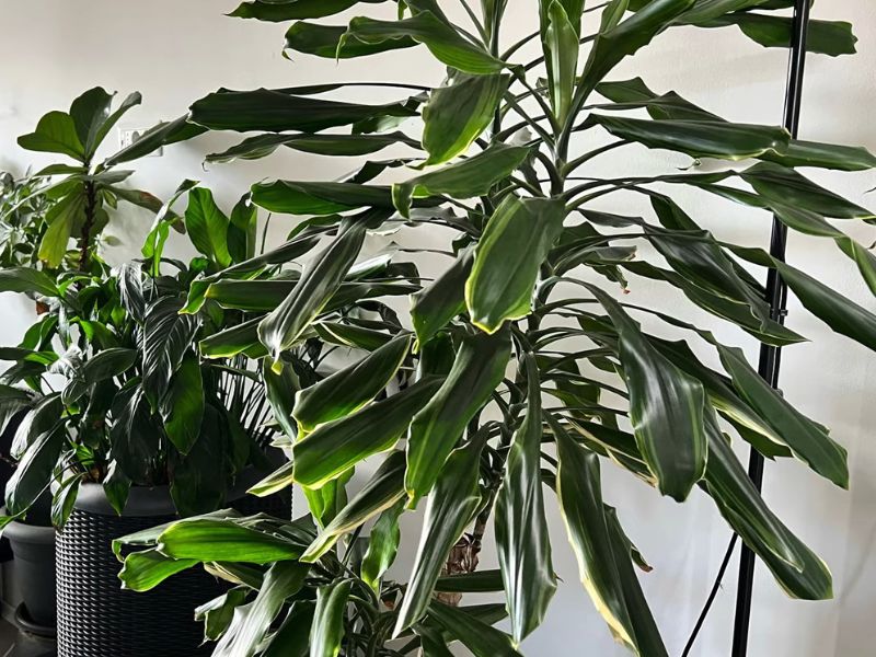 Dracena se savršeno uklapa u moderne, minimalističke i industrijske enterijere