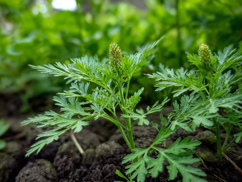 Ambrozija tokom cvetanja