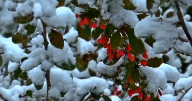 biljke koje mogu da prezime napolju