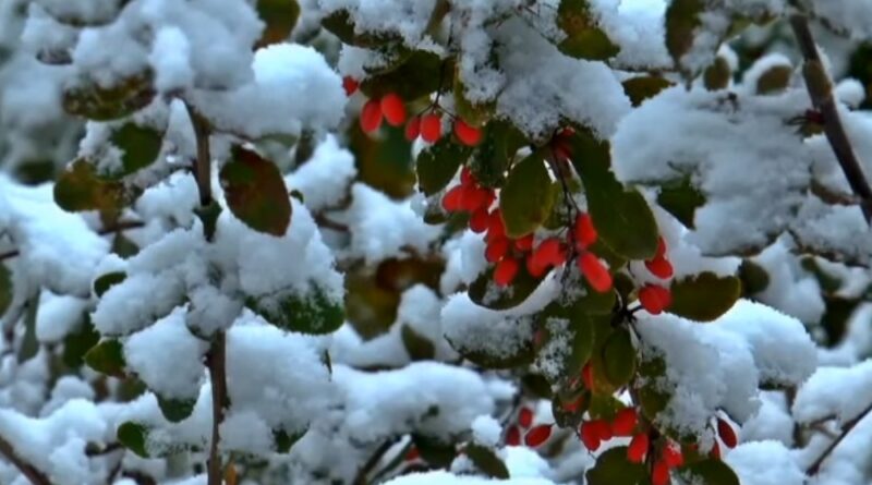 biljke koje mogu da prezime napolju