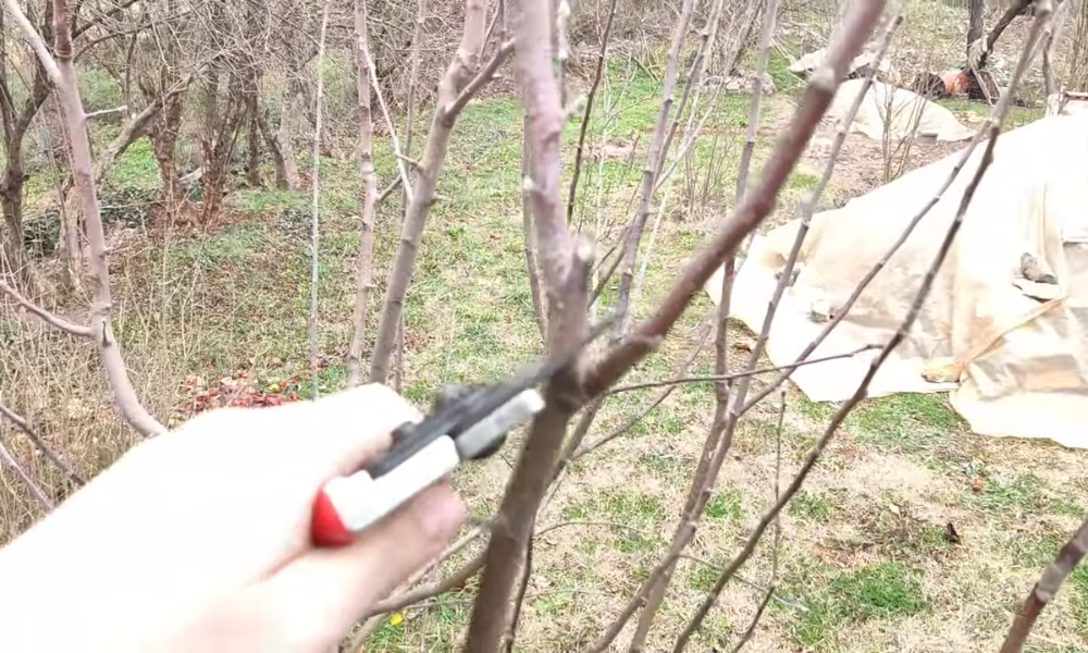 Orezivanje drveća u rano proleće pre kretanja vegetacije podrazumeva uklanjanje suvih, oštećenih i bolesnih grana
