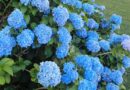 Kako da hortenzija bude plava – pH zemljišta, đubrivo i greške