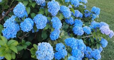 Kako da hortenzija bude plava – pH zemljišta, đubrivo i greške