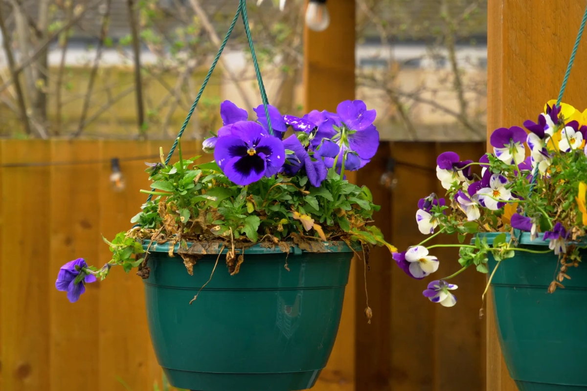 prikaz visećih korpi sa cvećem