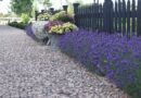 Lavanda u dvorištu