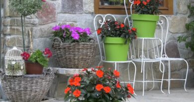 Najlepše cveće za balkon na suncu – vrste koje dugo cvetaju