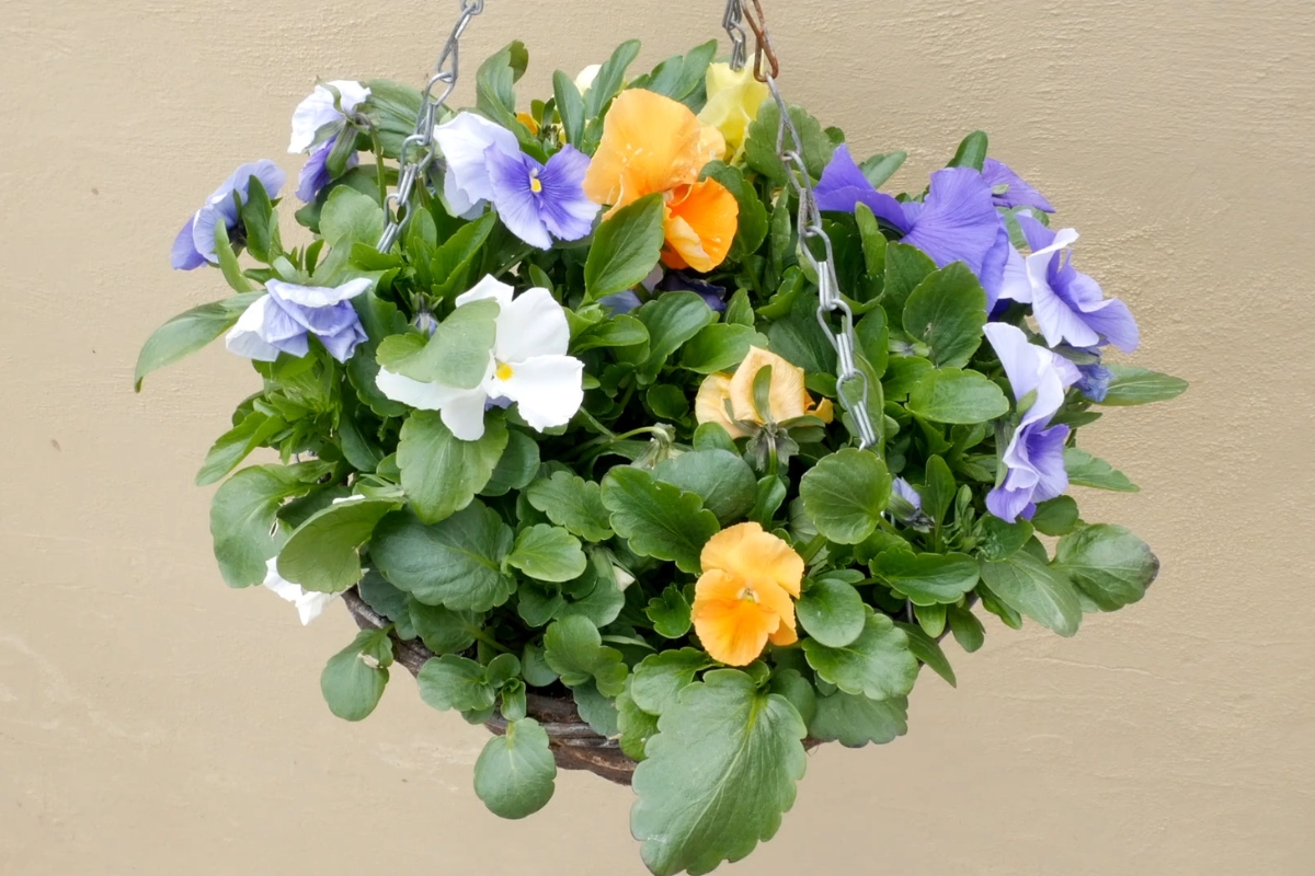 viseća korpa sa raznim cvećem