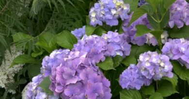 Zašto hortenzija ne cveta – Najčešći razlozi