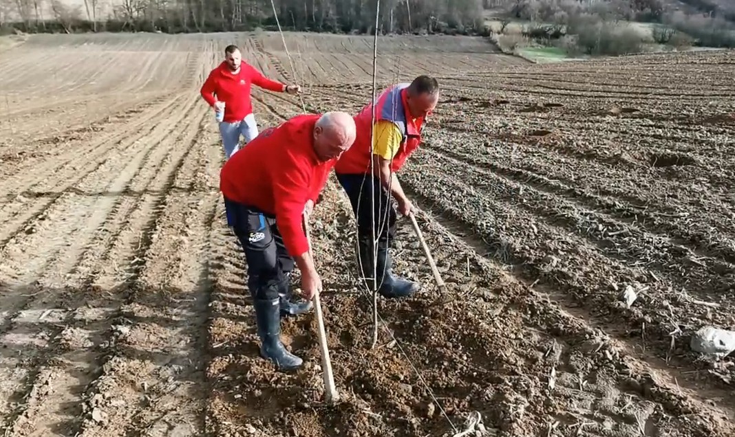 Sadnja šljive